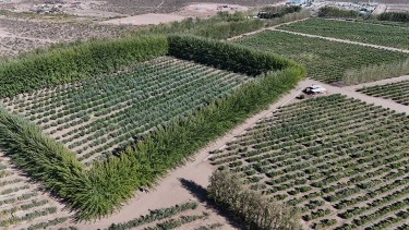 De la danza a manejar 70 hectáreas de un cultivo milenario en la Patagonia: cómo llegó a restaurantes de elite de Argentina