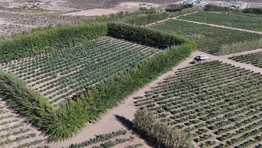 Olivar en la provincia de Neuquén, Patagonia. Foto: Florencia Salto.