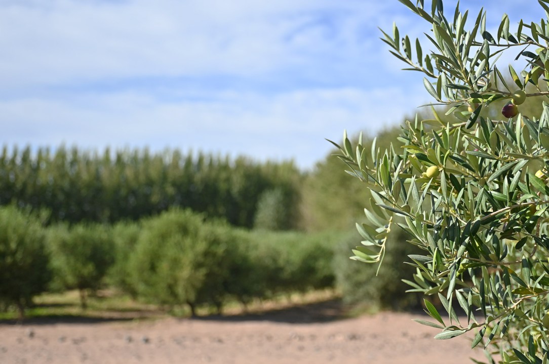 Plantaron seis variedades (Arbequina, Arbosana, Hojiblanca, Picual, Koroneiki y Coratina) para evaluar su adaptación. El resultado sorprendió: todas respondieron de manera óptima a las condiciones del norte de la Patagonia.
