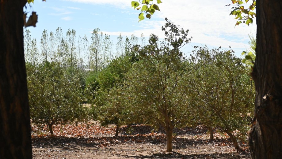 La inteligencia artificial adaptada a arquitecturas arbóreas permite una dosificación selectiva, reduciendo el impacto ambiental en las plantaciones. (Foto: Archivo Florencia Salto)