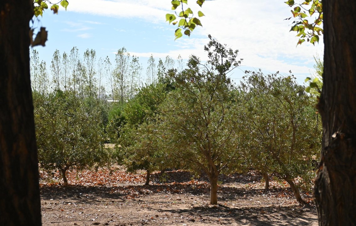El riego es por goteo y se usan fertilizantes orgánicos en el olivar.