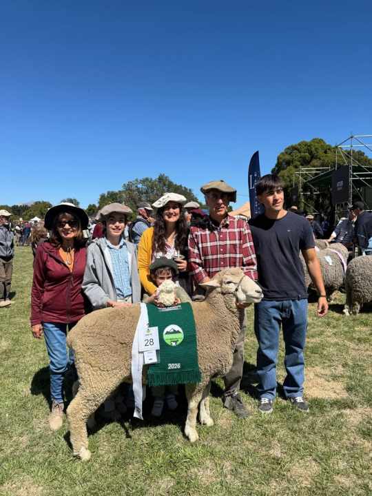 Mi Gaucho decidió apostar a la pureza racial y al mejoramiento genético en ganadería ovina.