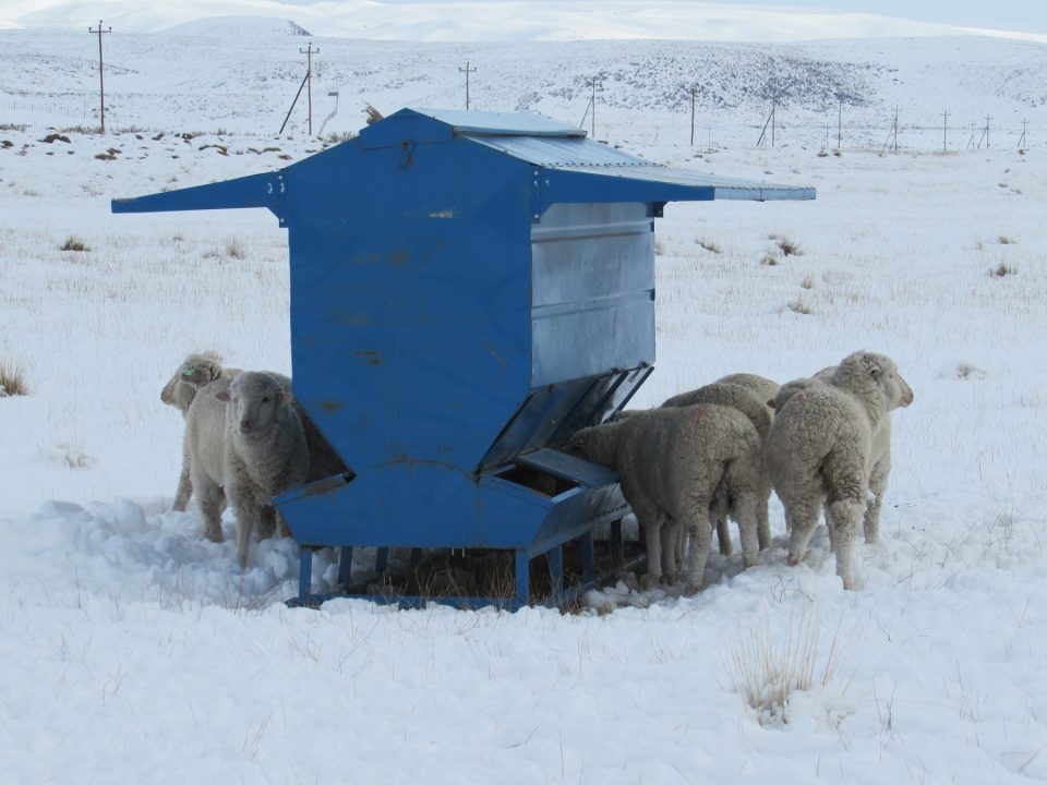 El eje central del manejo fue el equilibrio entre la oferta forrajera y la carga animal.