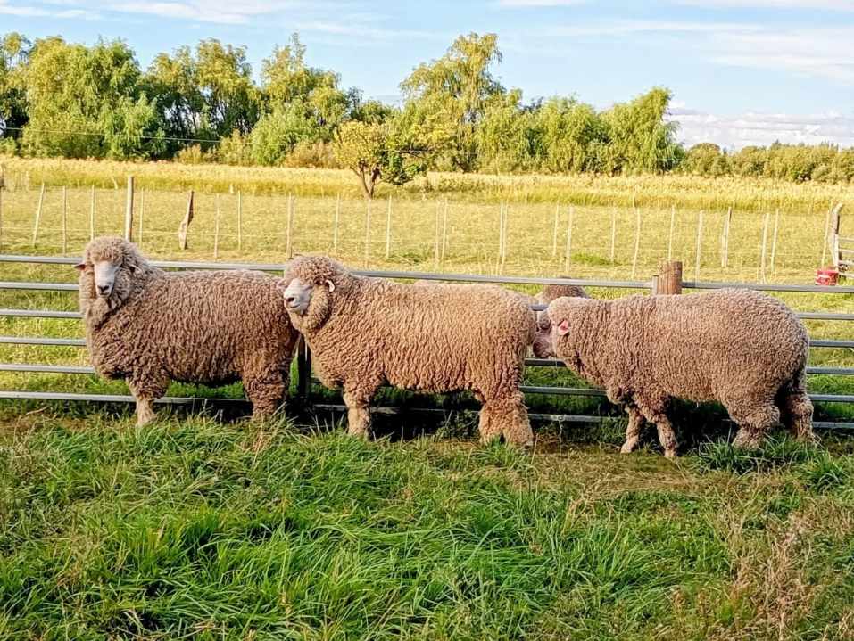 Cabaña Mi Gaucho busca producir genética para mejorar lana y carne.