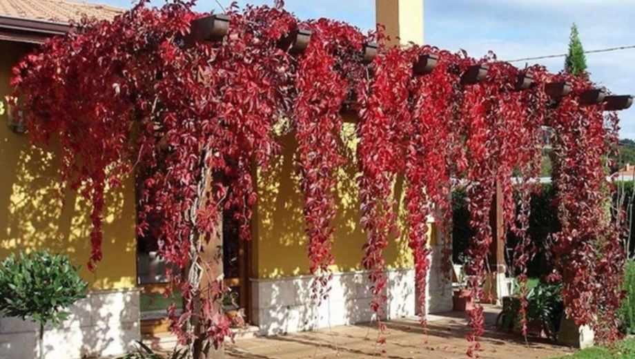 Las trepadoras y arbustos que se ponen "fuego" antes de perder la hoja.-