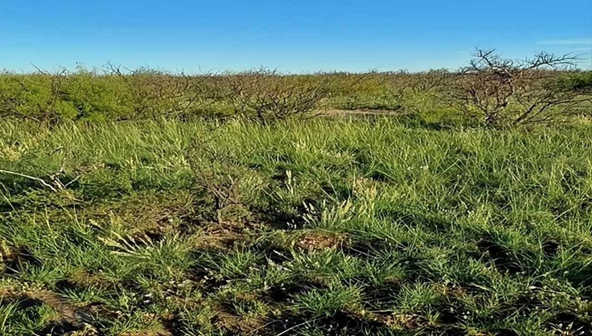 Ganadería regenerativa. El manejo holístico permite incrementar la producción de forraje y la carga animal.