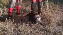 Imagen de Rescataron a un perro atrapado en una laguna de Neuquén y un vecino decidió adoptarlo: «Un desenlace conmovedor»
