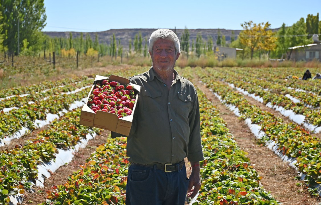 Mario Moya es uno de los más de 70 productores de frutillas que hay en Plottier, Neuquén.