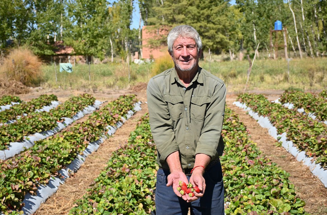 “Se puede vivir de las frutillas”, asegura Mario Moya.
