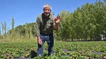 Imagen de La fruta fina más consumida del mundo tiene su gran polo en la Patagonia: la historia del pionero que la impulsó
