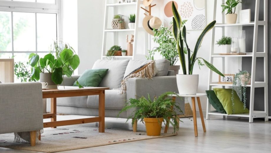 Plantas de interior que te mejoran la vida.-