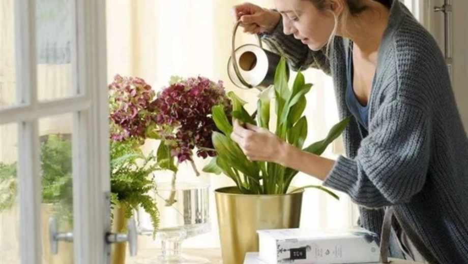 ¿Cómo devolverle la vida a tus plantas?.-