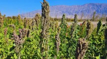 Imagen de «Agricultura del futuro»: semillas de quinoa argentinas viajarán al espacio en una misión internacional