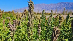 «Agricultura del futuro»: semillas de quinoa argentinas viajarán al espacio en una misión internacional