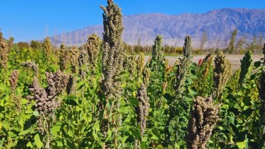 «Agricultura del futuro»: semillas de una planta nativa de los Andes viajarán al espacio en una misión internacional