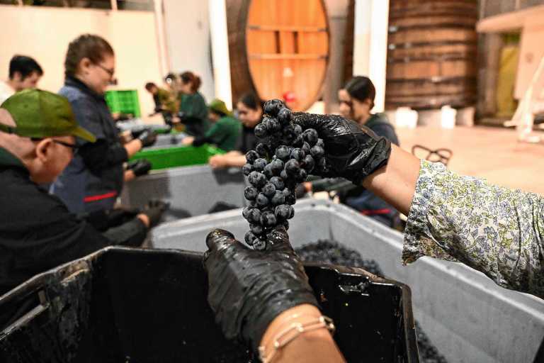 Vendimia de precisi&oacute;n: as&iacute; se busca un vino de 100 puntos