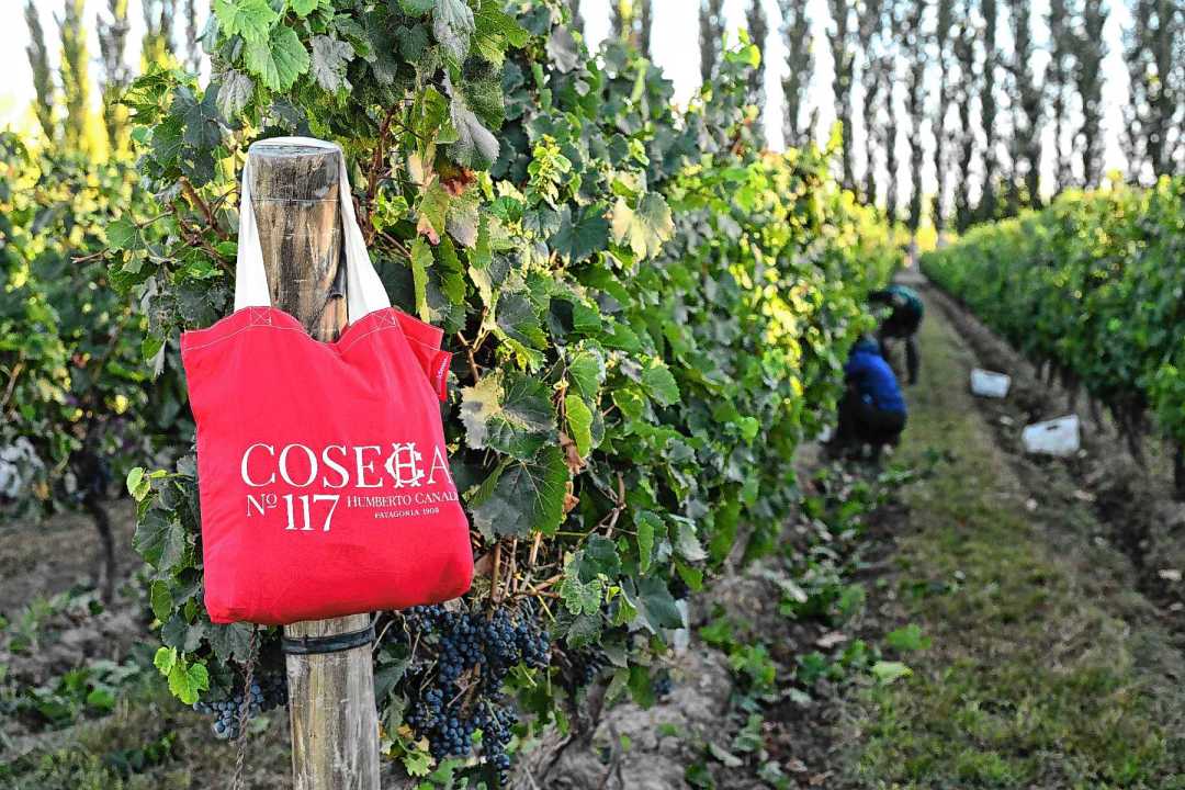 Vendimia de precisi&oacute;n: as&iacute; se busca un vino de 100 puntos