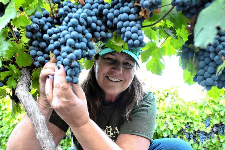 Vendimia de precisi&oacute;n: as&iacute; se busca un vino de 100 puntos