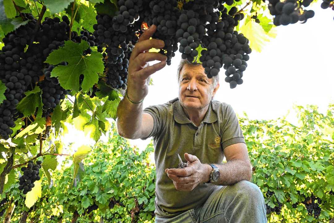 Vendimia de precisi&oacute;n: as&iacute; se busca un vino de 100 puntos