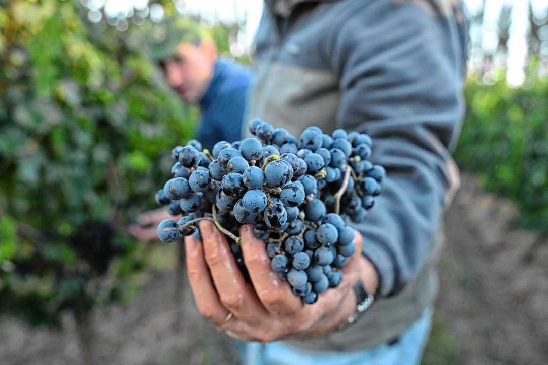 Vendimia de precisi&oacute;n: as&iacute; se busca un vino de 100 puntos