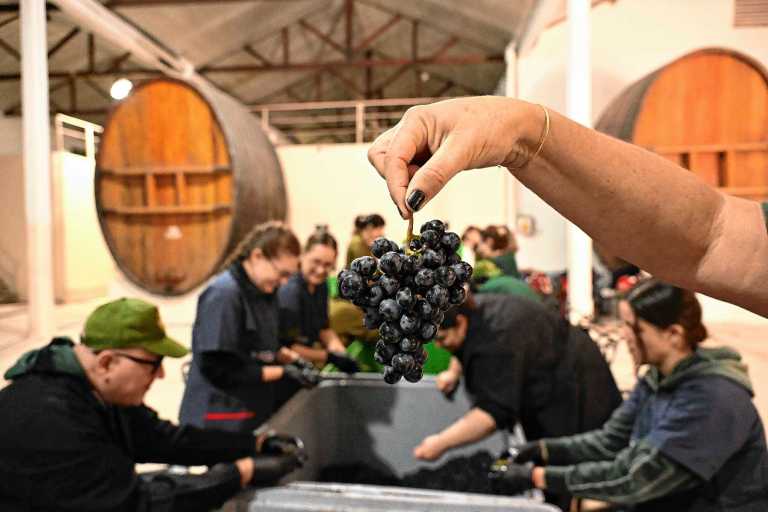 Vendimia de precisi&oacute;n: as&iacute; se busca un vino de 100 puntos