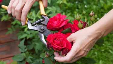 Rosas en reposo: cuándo y cómo cuidar su belleza en verano e invierno