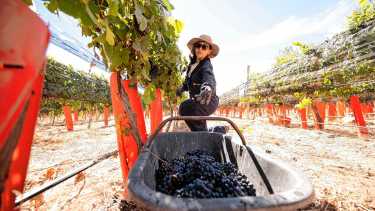 El vino neuquino amplía su mapa: las razones de su diversidad y consolidación