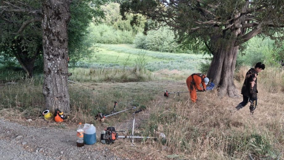 La municipalidad de Bariloche realizó trabajos de extracción del sauce negro en la laguna Fantasma. Foto: Gentileza Municipalidad