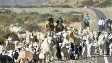 Trashumancia en Neuquén: recomendaciones para circular en las rutas este fin de semana largo de marzo 2026