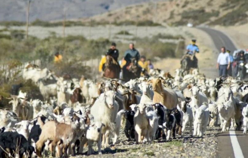 Piden circular con precaución en las rutas de Neuquén por la trashumancia. Foto: Gentileza Neuquén Informa. 