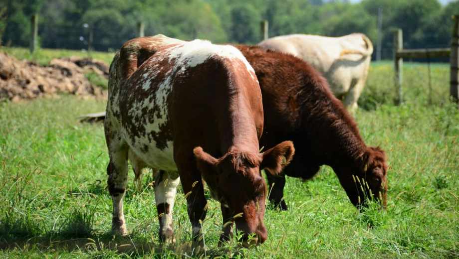 Alivio para el campo: las lluvias de marzo consolidan un escenario favorable para la ganadería en Río Negro.-