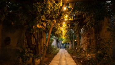 Vinos en la antigua Chos Malal, el esfuerzo que las langostas no pudieron vencer en el Alto Neuquén