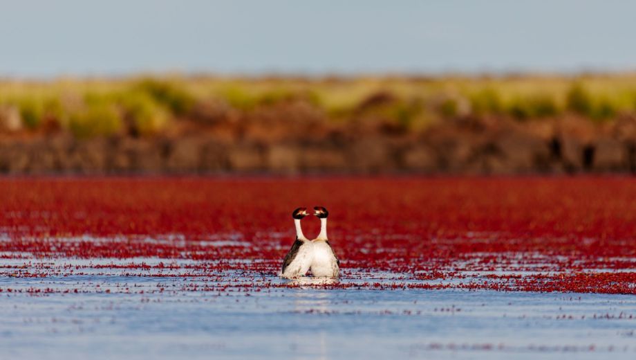 El Macá Tobiano es una especie endémica de la Patagonia Austral y nidificante endémica de Argentina. Foto: gentileza