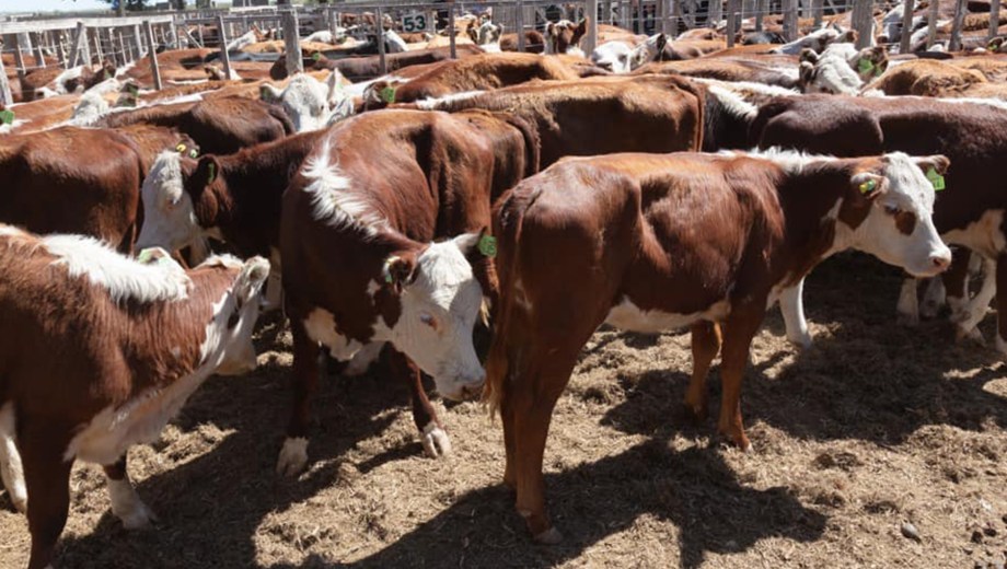 Para el remate a realizarse en Sarmiento, Chubut, hay consignados más de 1.500 animales. (Foto. Archivo)