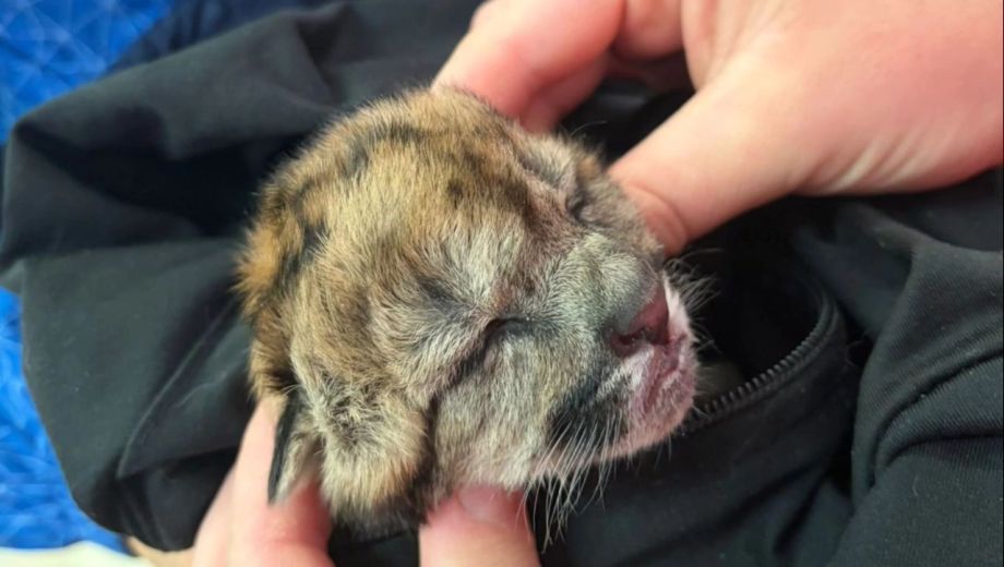 Foto: Gentileza Parque Nacuonal Nahuel Huapi. 