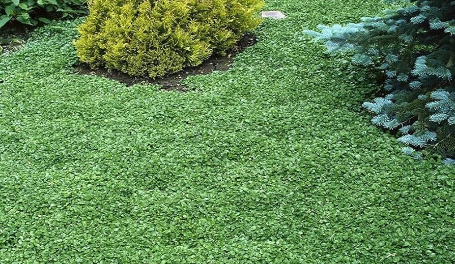 Iniciar este tipo de plantación en otoño tiene ventajas claras. El suelo todavía conserva calor, las temperaturas son más estables y las plantas pueden desarrollar sus raíces sin el estrés del verano.