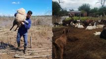 Imagen de Un apicultor y su hijo salvaron a más de 300 animales en las inundaciones de Tucumán: estaban atrapados en el barro
