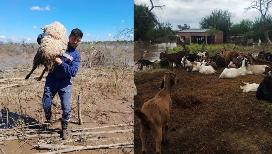Un apicultor junto a su familia y una ONG salvaron más de 300 animales del barro (Foto: gentileza)