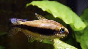 La mojarra desnuda de Río Negro podría convertirse en el pez emblema de la Argentina 