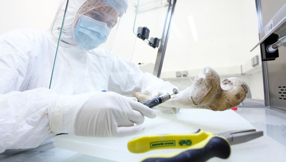 El ADN se extrajo del hueso más duro del oído interno, donde el material genético se conserva por milenios 