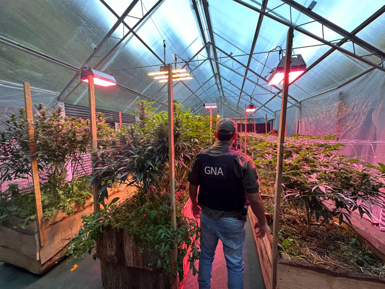 Gendarmería desbarató un sofisticado invernadero de marihuana en un country de zona oeste