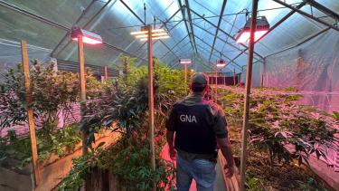 Descubrieron un invernadero de marihuana a gran escala en el oeste de Bariloche