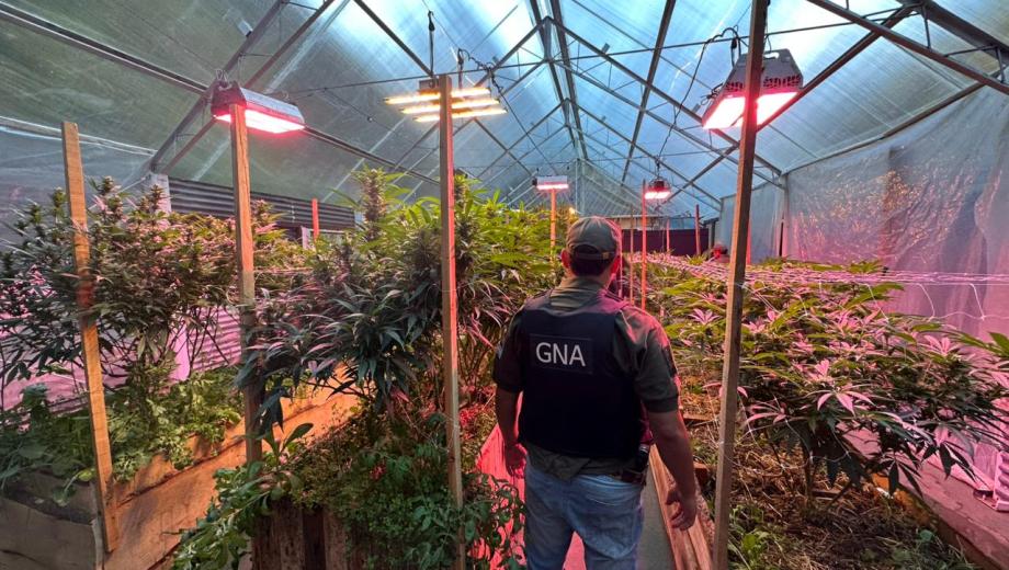 Gendarmería Nacional realizó el operativo que detectó una enorme plantación de marihuana en invernadero en Bariloche. Foto: Gentileza Gendarmería Nacional