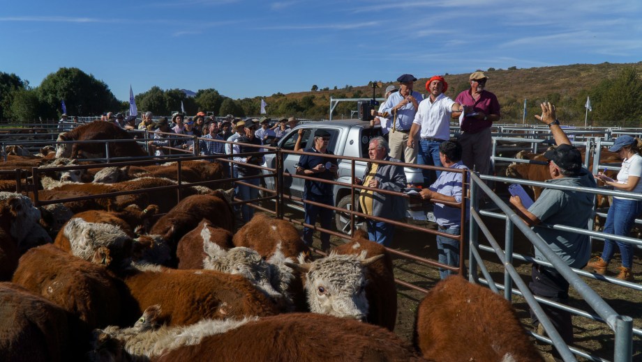 El primer remate de hacienda en pie en Bariloche tuvo un encierre de 1.100 animales y logró altos precios. Foto: Marcelo Martinez