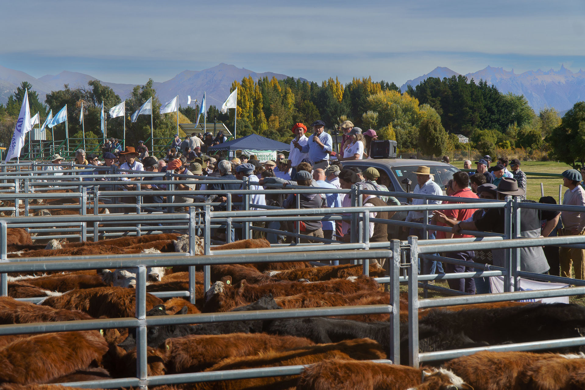 Histórico primer remate de ganado en Bariloche logró precios récord con 1.100 animales