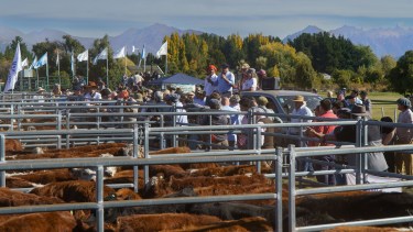 Primer remate de ganado en Bariloche: “Es una alternativa para el pequeño productor”