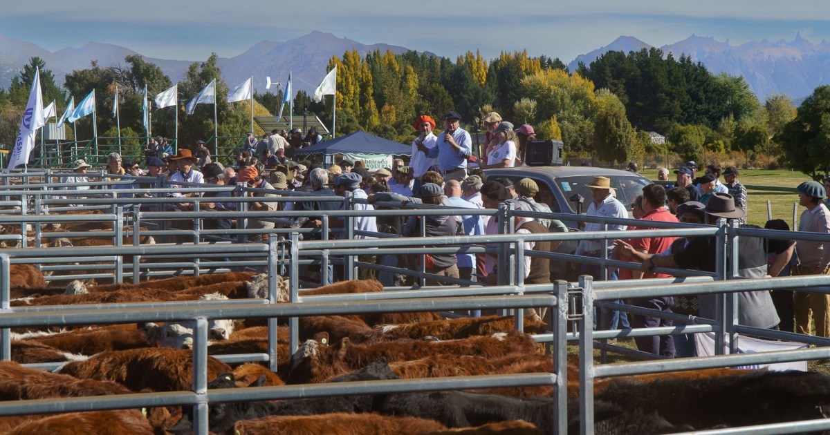Histórico primer remate de ganado en Bariloche logró precios récord con 1.100 animales