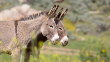 Chubut: una asociación protectora rechaza el consumo de carne de burro y abre el debate
