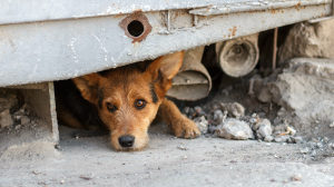 Perros en la calle: por qué el problema sigue y qué responsabilidad tenemos como sociedad