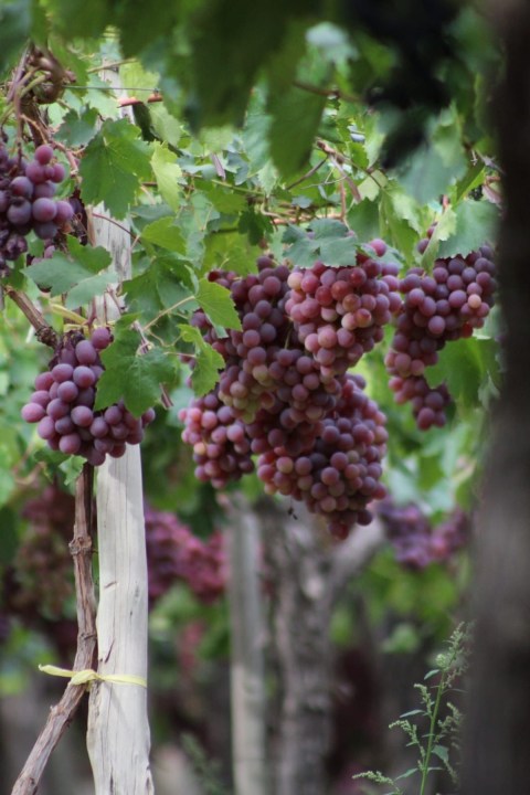 El Alto Valle del río Negro es una región donde predominan las peras y manzanas y donde contrastan las uvas de mesa en parrales de Gustavo Liss.